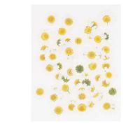 HEALLILY 60pcs Natural White DIY Dried Flowers for Photo Album Frame Decoration and Fine Art Paper Production, Real Pressed Daisy Flowers Accessories for Scrapbooking and Crafting