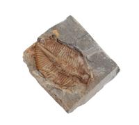 HEALLILY Real Trilobite Collection Prehistoric Marine for Science Study and Rock Display in Classroom