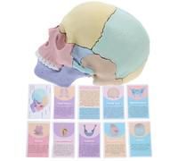 HEALSOPTHY Detachable Human Skull Model Anatomy Removable Calvarium, Medical Teaching Skeleton for Biology Study and Anatomy Learning, Accurate Human Skull Bones Display