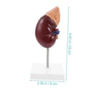 HEALSOPTHY Human Kidney Anatomy Model with Removable Adrenal Gland for Biology Teaching Medical Training and Detailed Organ Dissection Demonstration