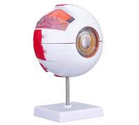 Healthible Human Eye Model Anatomy, Removable 6 Times Anatomical Eyeball Model with Display Base, Medical Eye Ball Model for School and Clinic
