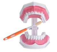 Healthible Teeth Model for Kids - 2 Times Tooth Brushing Model Large Teeth Model with Toothbrush Oversized Dental Model for Teeth Brushing