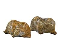 Healvian 2pcs Brachiopod Paleontology Teaching Props Scientific Decoration Golden Table Ornament for Home Decoration and Students