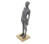 Healvian 30cm Female Human Muscle Structure Model Base, Resin Anatomical Drawing Reference Sculpture for Art Students and Anatomy Teaching Random Color