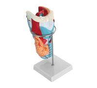 Healvian Enlarged 2X Human Throat Anatomy Model with Stand Laryngeal Anatomy Teaching Model for Study and Education