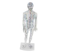 Healvian Male Human Body Acupuncture Model with Meridians for Chinese Medicine Training Realistic Acupoint Mannequin for Educational Use Clinical Practice and Guidance