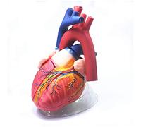Heart Anatomical Model - 4X Magnified Human Organ Teaching Display | Anatomical Heart Model - 4X Magnification for Education and Training, Perfect for Medical Students and Professionals