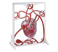 Heart Beat and Blood Circulation Model with Squeeze Ball Pump, Human Heart Blood Circulation Model for Medical Education Tool, Science Study, Cardiology Learning