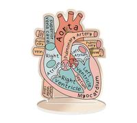 Heart Model 2D Plaque for Science Cardiology Study Classroom