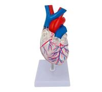 Heart Model Human Organ Anatomy Model Medical Anatomical Human Heart Mode for Study medicaTeaching Model Classroom & Cardiology Study