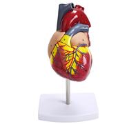 Heart Model with 34 Labels, Anatomical Human Heart Model, Detachable Dissectible Heart Model, Realistic Details for Science Education, Life Size, 5.5 x 3.1 x 7.1 in