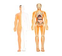 HEATSHAKING 1 Set Human Anatomy Model Translucent Organ Skeletal Structure Puzzle for Educational Anatomy for Hands Learning Motor Skill Development