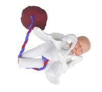 HEATSHAKING 1set Female Childbirth Model Realistic Birthing Simulator for Obstetric Teaching and Education Includes Fetus and Easy to Clean Versatile Training Tool