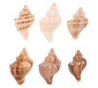 HEATSHAKING 6pcs Natural Sea Conch Shells for Fish Tank Decor Beach Themed Crafts Coastal Home Decoration for Crab Habitats Party Themes and Ocean Events