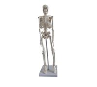 HEATSHAKING Medical Human Skeleton Model Anatomy Model for Study Rotating Upper Limbs for Yoga Fitness and Educational Use
