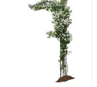 Heavy Duty Steel Frame Garden Arch for Climbing Plants, Half-Side Trellis for Roses and Vines, Durable Pergola Archway for Garden Décor and Support