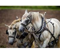 Heavy Horse Greeting Card - A5 Size (Folded) | Stunning Draft Horse Scene | Eco-Friendly & UK Printed