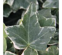 Hedera Helix Glacier Ivy Plant 3 Plug Plants