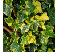 Hedera Helix Goldchild Golden Ivy Climber