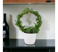 Hedera Ivy Hoop in 12cm Pot - Indoor Air-Purifying Houseplant - Ceramic White