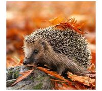 Hedgehog Diamond Art Kits for Adults,DIY 5D Square Full Drill Animal Diamond Painting Kits for Beginner,Gem Art Diamond Dots Embroidery Painting Kit for Home Wall Decor 12x12 inch