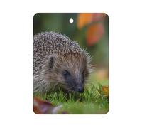 Hedgehog Exploring The Grass Car Air Freshener Aromatherapy Tablets Hanging Scented Cards for Rooms Bathrooms Wardrobe Square