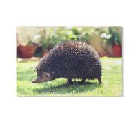 Hedgehog Grass Animal,Diamond Painting Kits, 5D Diamond Painting Kits for Adults, Full Round Drill Diamond Art Kits, Diamond Art Embroidery Kits Crystal Rhinestone Art Craft Gifts 26x38CM