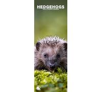 Hedgehogs 2026 Wall Calendar, 12-Month Slim Format, Made in England