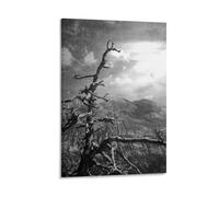 Hedlektio Dead European Black Pine. Photography Take on The Cat ... Poster Landscapes Canvas Art Painting Office Home Wall Decor Gifts 12x18inch(30x45cm)