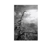 Hedlektio Dead European Black Pine. Photography Take on The Cat ... Poster Landscapes Canvas Art Painting Office Home Wall Decor Gifts 12x18inch(30x45cm)