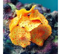 HEELPPO Artificial Aquarium Plants Silicone Fish Tank Ornament Aquarium Plants Artificial Artificial Plants For Fish Tanks yellow