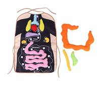 HEEPDD 3D Organ Apron,Human Body Organs Awareness Viscera Teaching Utensil Body Stereoscopic Organ Apron for Preschool Teaching