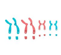 HEEPDD Meiosis Chromosome Model Kit 16x13.2cm Plastic, Reusable Detachable Portable, Educational Biology Teaching Display Board for Classroom Home Study Genetic Processes (LX6601)