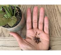 heidifeathers Glass Eyes - 10 Pairs - Easy Glue in, Amber, Black, Blue, Green, 3mm, 4mm, 6mm, 8mm, 10mm and 12mm, Needle Felting Animal, Dolls, Crafts. Glass Eyes on a Spike (Amber, 4mm)