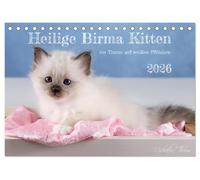 Heilige Burma Kitten - A Dream on White Paws (Desk Calendar 2026 DIN A5 Landscape), CALVENDO Monthly Calendar: Cute Photographs of Playful Cat Children (CALVENDO Animals)
