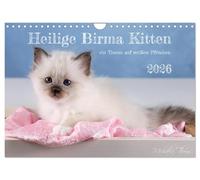 Heilige Burma Kitten - A Dream on White Paws (Wall Calendar 2026 DIN A4 Landscape), CALVENDO Monthly Calendar: Cute Photographs of Playful Cat Children (CALVENDO Animals)