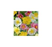Helianthemum Mutabile Mixed: The Ever-Changing Rock Rose