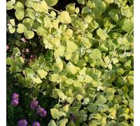 Helichrysum Gold 9cm Pots 3 British Grown Plants Drought-Tolerant