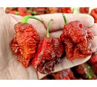 Hellboy Chilli Seeds - 10 Fresh Seeds