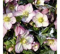 Hellebore 'Ice n' Roses Rose'. 5cm Plant x 2. Pink flowers, hardy evergreen perennial. Available from Bedwen Plants
