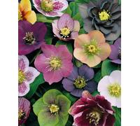Helleborus Orientalis Mix - 3 Plants In 9Cm Pots
