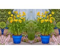 Hemerocallis See You Tomorrow : 2 Litre Potted Plant/Two