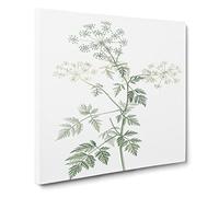 Hemlock Flowers by Pierre Joseph Redoute Vintage Canvas Wall Art Print Ready to Hang, Framed Picture for Living Room Bedroom Home Office Décor, 20x20 Inch (50x50 cm)