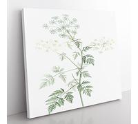 Hemlock Flowers by Pierre Joseph Redoute Vintage Canvas Wall Art Print Ready to Hang, Framed Picture for Living Room Bedroom Home Office Décor, 50x50 cm (20x20 Inch)