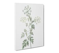 Hemlock Flowers By Pierre Joseph Redoute Vintage Canvas Wall Art Print Ready to Hang, Framed Picture for Living Room Bedroom Home Office Décor, 20x14 Inch (50x35 cm)