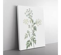 Hemlock Flowers By Pierre Joseph Redoute Vintage Canvas Wall Art Print Ready to Hang, Framed Picture for Living Room Bedroom Home Office Décor, 50x35 cm (20x14 Inch)