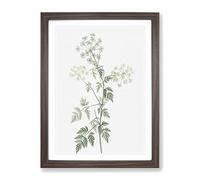 Hemlock Flowers By Pierre Joseph Redoute Vintage Framed Wall Art Print, Ready to Hang Picture for Living Room Bedroom Home Office Décor, Walnut A4 (34 x 25 cm)