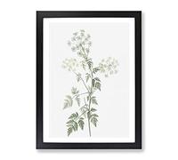 Hemlock Flowers By Pierre Joseph Redoute Vintage Framed Wall Art Print, Ready to Hang Picture for Living Room Bedroom Home Office Décor, Black A3 (34 x 46 cm)