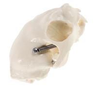 Hemobllo 1pcs Cat Skull Skeleton Model Anatomical Skull Model Figurine Pvc Detailed Craftsmanship Realistic Appearance Beige with Comprehensive Guide for Science Teaching and Fish Tank