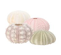 Hemobllo 4Pcs Sea Urchin Style Tillandsia Planting Pots Unique DIY Air Plant Holders for Home Office Balcony Natural Shell Decor